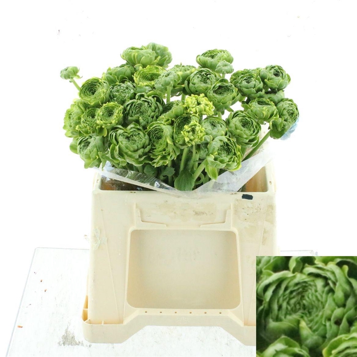 <h4>RANUNCULUS OV</h4>