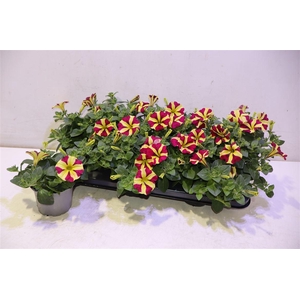 Pet Amore Q Of Heart