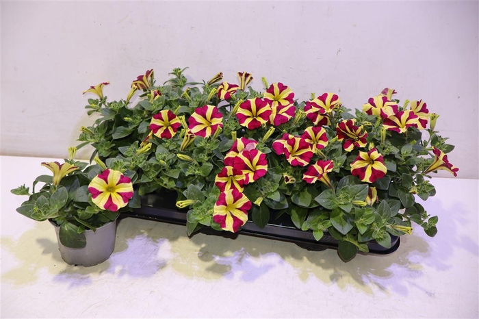 <h4>Pet Amore Q Of Heart</h4>