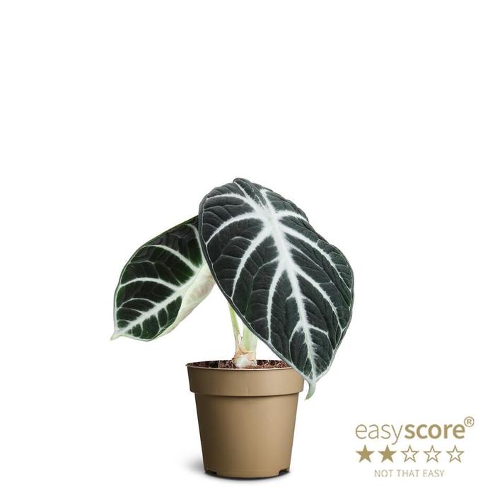 <h4>ALOCASIA  REGINULA P9 NINJA</h4>