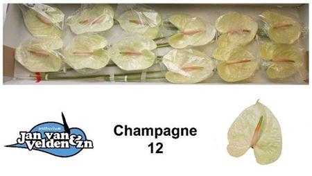 <h4>Anth A Champagne X12</h4>