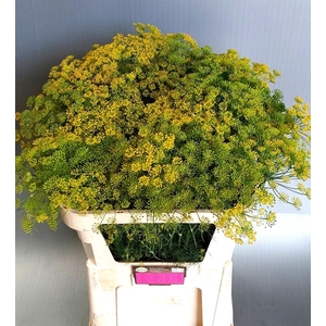 ANET GRAVEOLENS