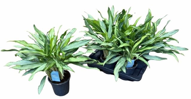 <h4>AGLAO WHITE LANCE</h4>