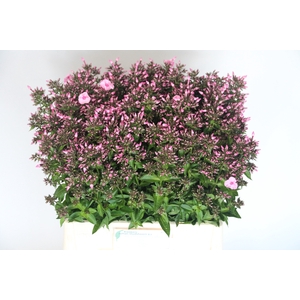 PHLOX P SWEET DANCE