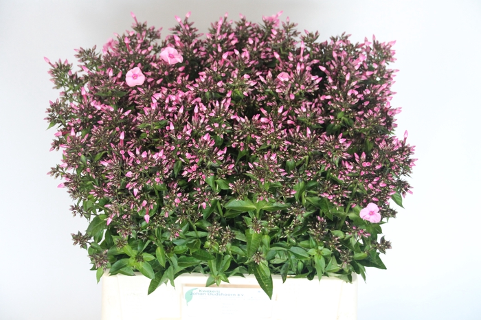 <h4>PHLOX P SWEET DANCE</h4>
