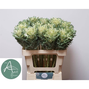 Brassica crane king