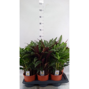Calathea   ...mix