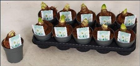 <h4>Hipp Arctic White 2 Branches</h4>