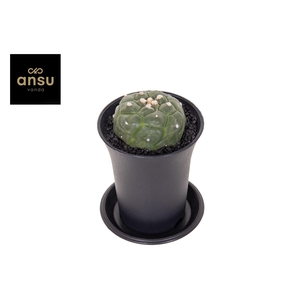 Astrophytum Asterias Kikko Lizard Skin