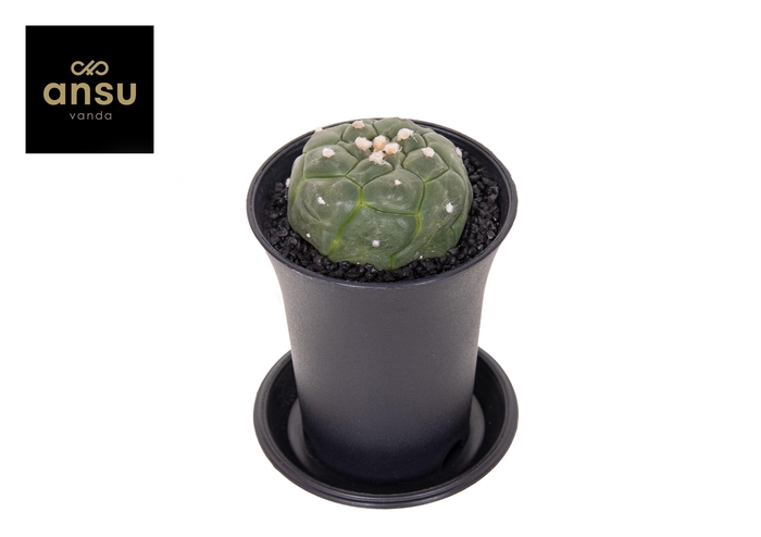 <h4>Astrophytum Asterias Kikko Lizard Skin</h4>