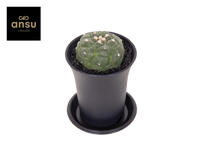 <h4>Astrophytum Asterias Kikko Lizard Skin</h4>