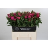Paeonia Red Sarah