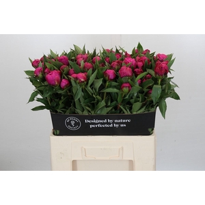 Paeonia Red Sarah