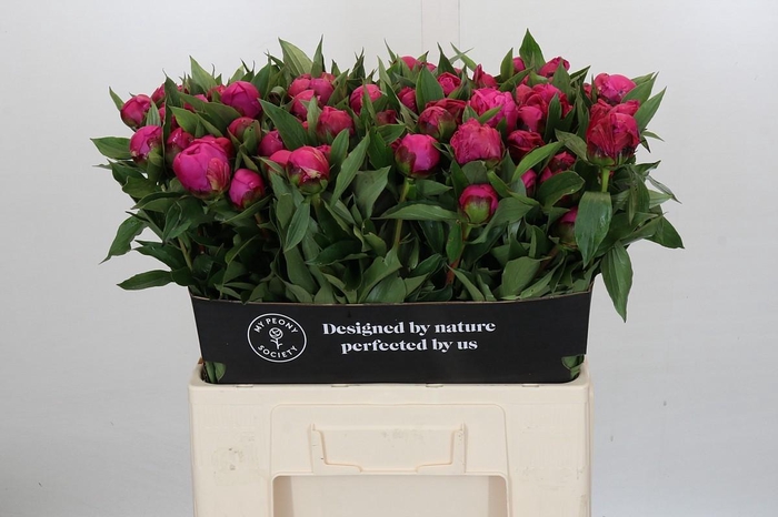 <h4>Paeonia Red Sarah</h4>