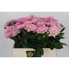 Dahlia Princess Kate