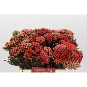 Kaaps Groen Red Brunia Medium