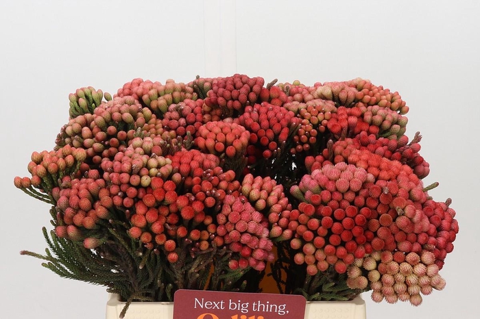 <h4>Kaaps Groen Red Brunia Medium</h4>