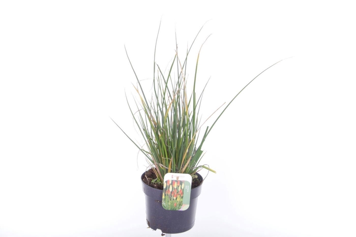 <h4>Kniphofia Poco Citron</h4>