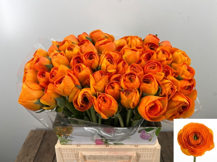 <h4>RAN SU LAMBADA</h4>