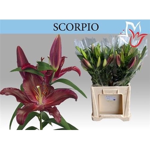 Li Or Scorpio