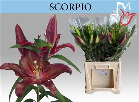 <h4>Li Or Scorpio</h4>