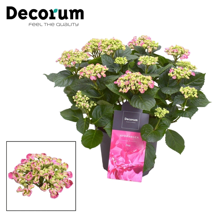 <h4>Hydrangea Curly Wurly Roze 9-15 kop (Decorum)</h4>