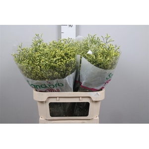 Lim Sin China Summer