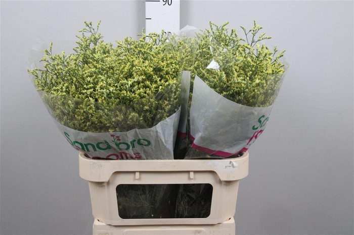 <h4>Lim Sin China Summer</h4>