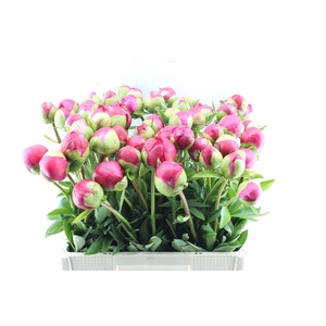Paeonia L Com Performance