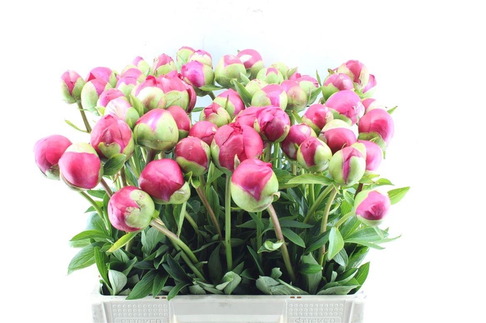 <h4>Paeonia L Com Performance</h4>
