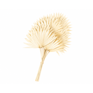 Dried Bleached Sun Spear