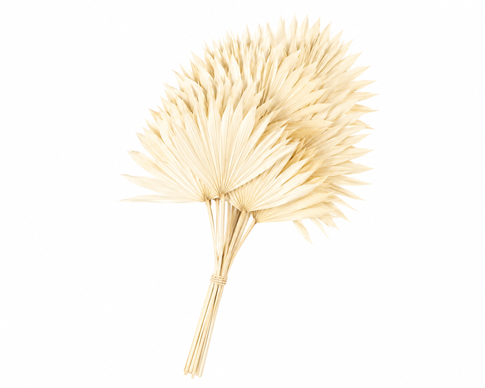 <h4>Dried Bleached Sun Spear</h4>