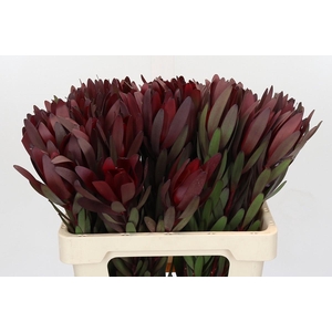 Leucadendron Saf Sunset Dark Red
