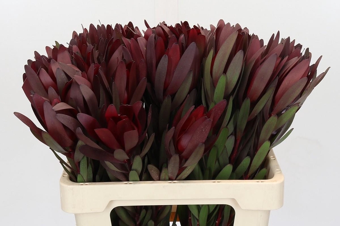 Leucadendron Saf Sunset Dark Red