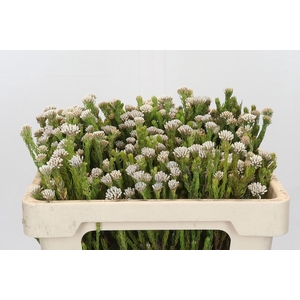 Kaaps Groen Metalasia