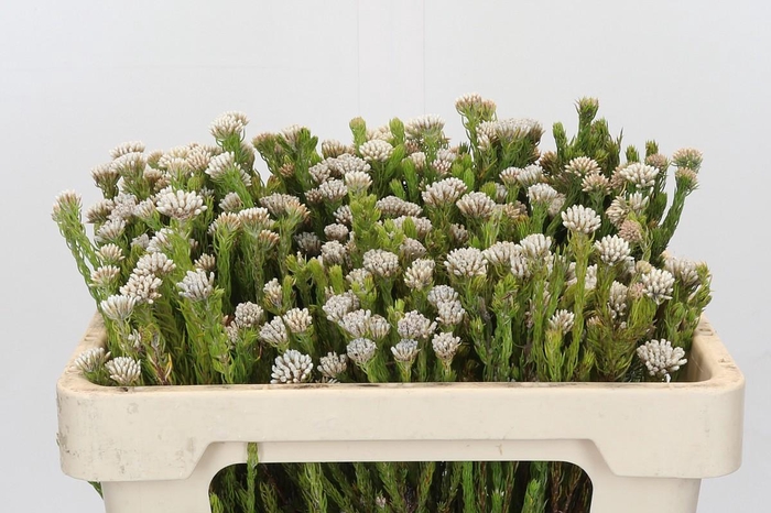 Kaaps Groen Metalasia