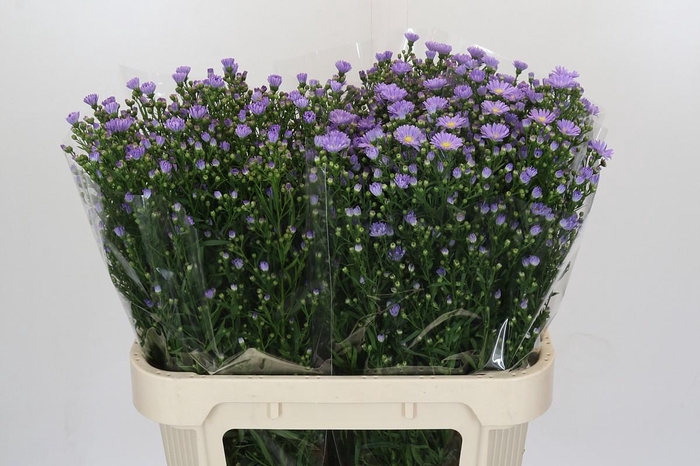 <h4>Aster Cassandra</h4>