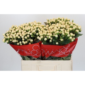 Hypericum Cool Romance
