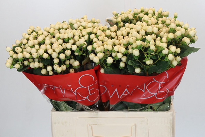 <h4>Hypericum Cool Romance</h4>