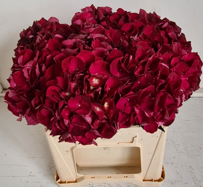 <h4>HYDR M MAG DARK RUBY</h4>