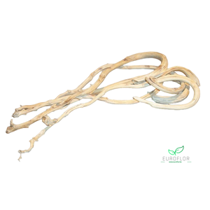 BANANASTICK 5ST BLEACHED