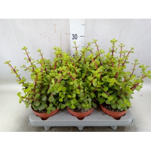 Portulacaria afra