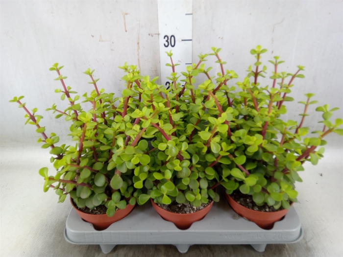 <h4>Portulacaria afra</h4>
