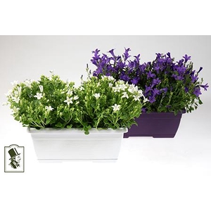 CAMPANU. PORTENSCHLAGIANA