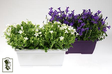 <h4>CAMPANU. PORTENSCHLAGIANA</h4>