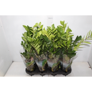 ZAMIOCULCAS CHAMELEON P14