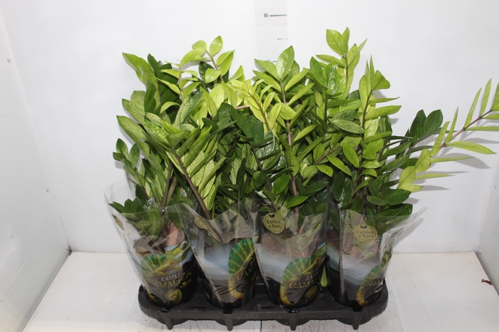 ZAMIOCULCAS CHAMELEON P14