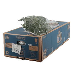 Lederv. Large Vacuum