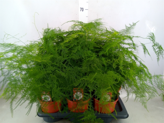<h4>Asparagus setaceus</h4>