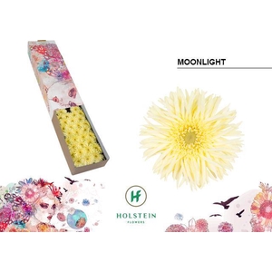 Germini Spider Moonlight Doos